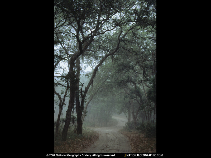 [sapelo-island-520856-sw.jpg]