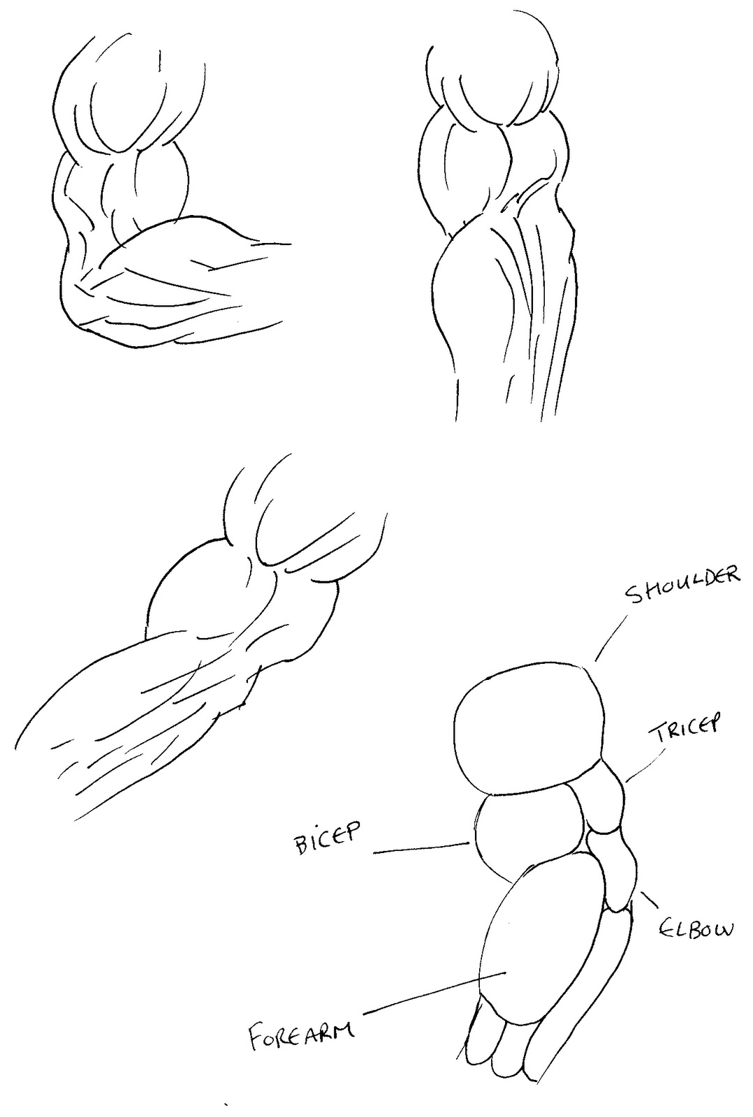 Wayne Tully Horror Art: Draw Muscles In Fantasy Art - Arms