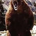 Αρκουδα επιτεθηκε και σκοτωσε ενοπλους