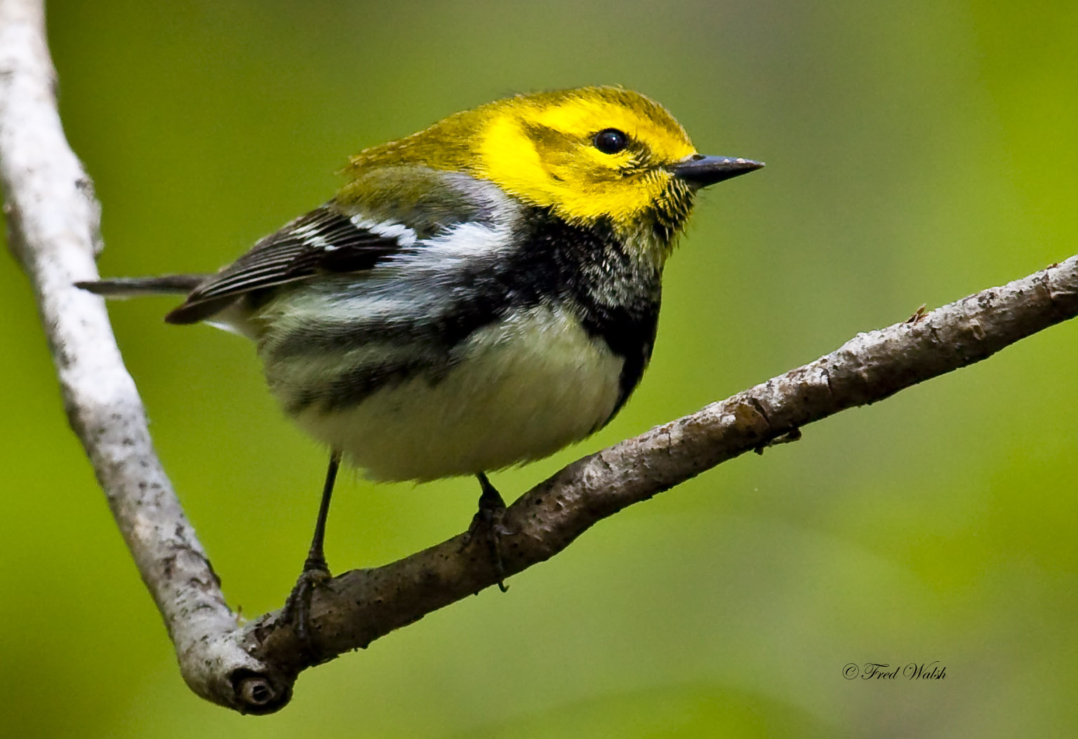 Black throated green warbler photos Black throated green warbler photos