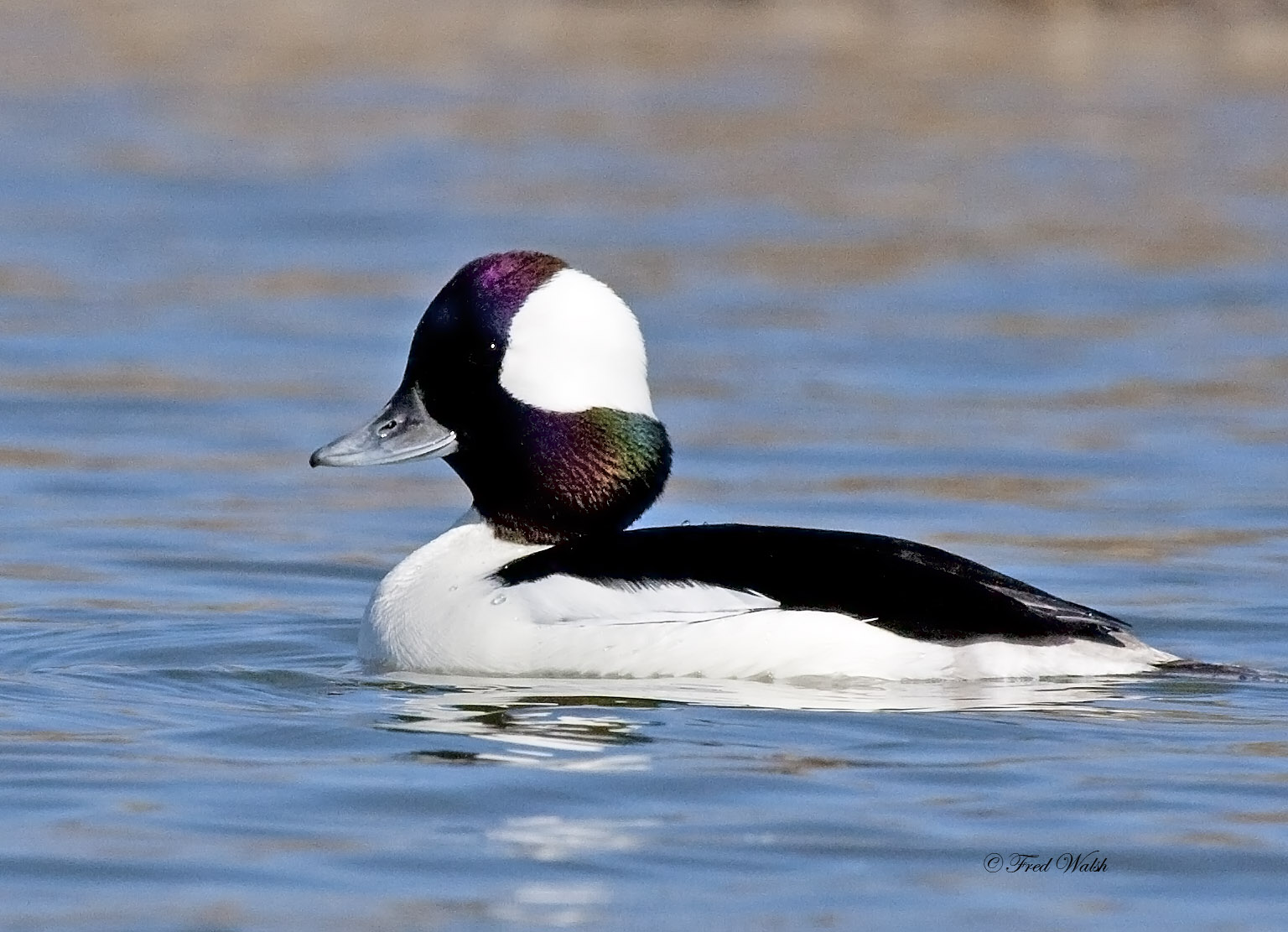 fred walsh photos: Bufflehead Duck, male