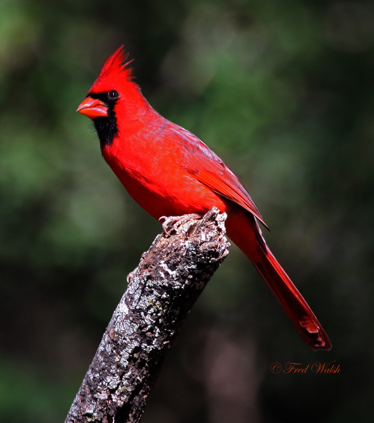 fred walsh photos: Northern Cardinal male