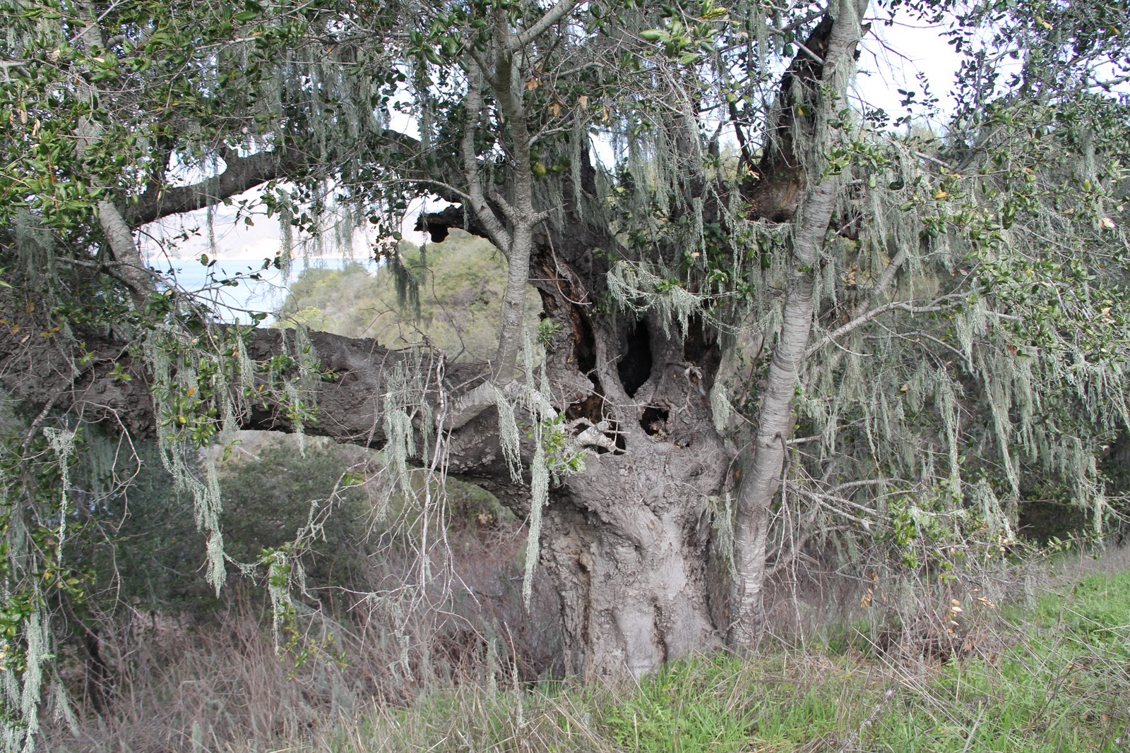 Where How Fast Does Spanish Moss Grow