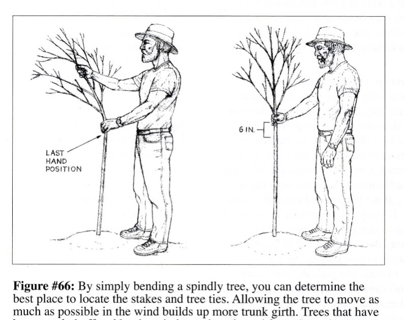 Robert Kourik's Garden Roots Trees Bent Out of Shape, Actually the