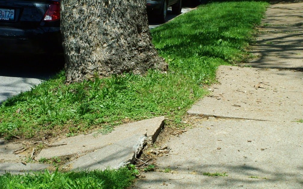 Robert Kourik's Garden Roots Trees with Shallow Roots