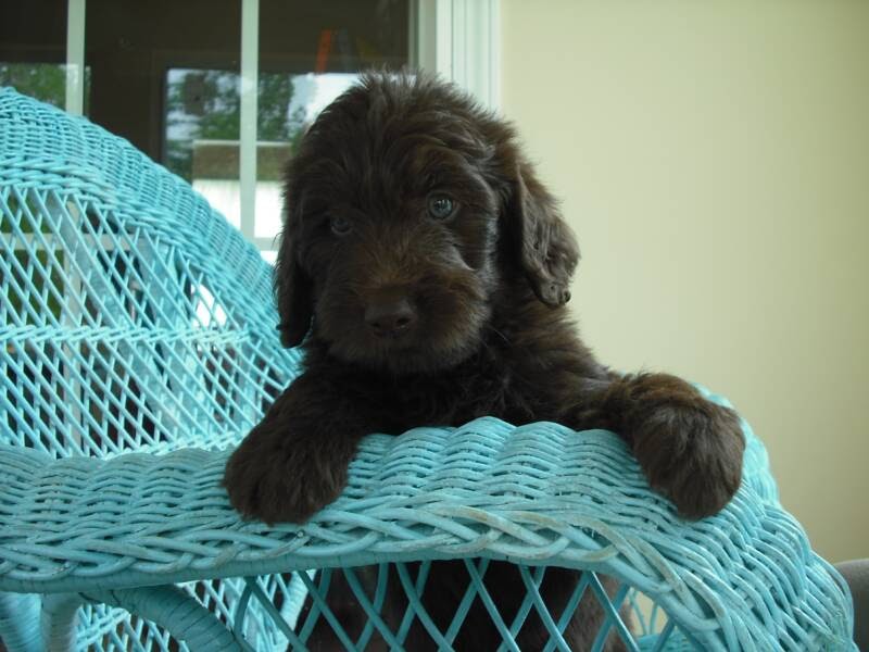 Beautiful Mini Chocolate Labradoodle Puppy Labradoodle Pictures
