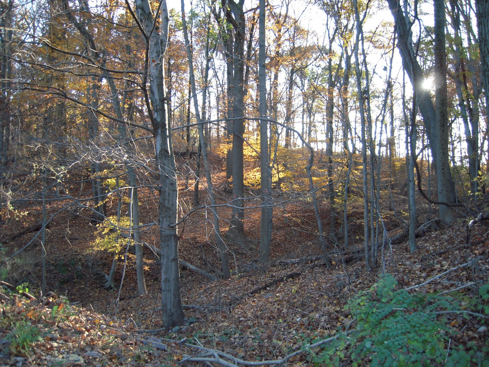 A La Recherche De In Search Of Fall In The Pennsylvania Woods