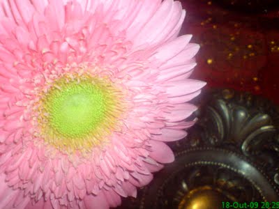[flor+rosa.JPG]