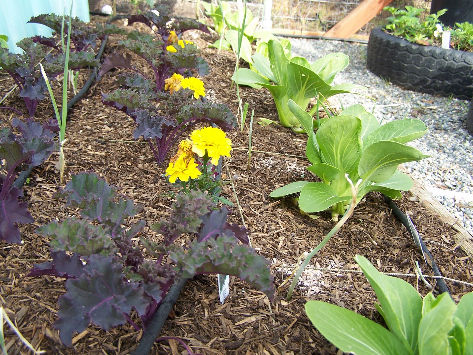 KeeWee's Garden My fenced deer proof vegetable garden