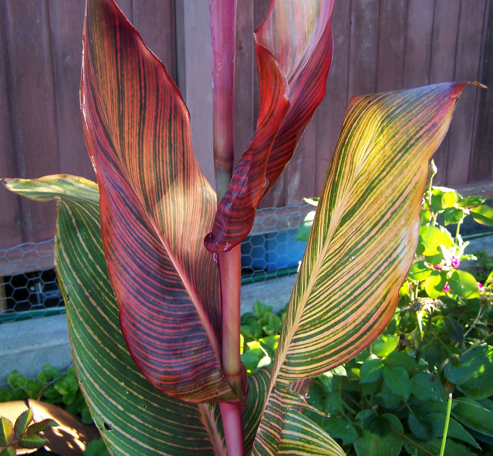 canna tropicanna