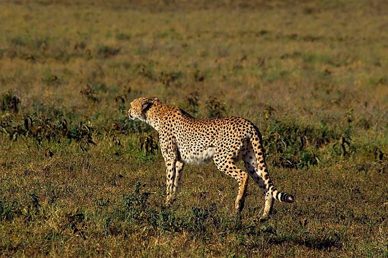 [022+-+Tembea+Tanzania+Cheetah.jpg]