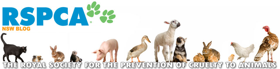 Rspca Shelter