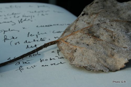 rencontres botaniques de varengeville 2013