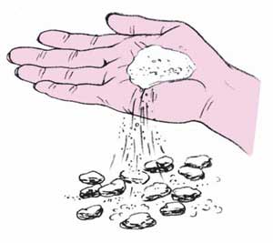 [fruit-basics-ga-2.jpg]