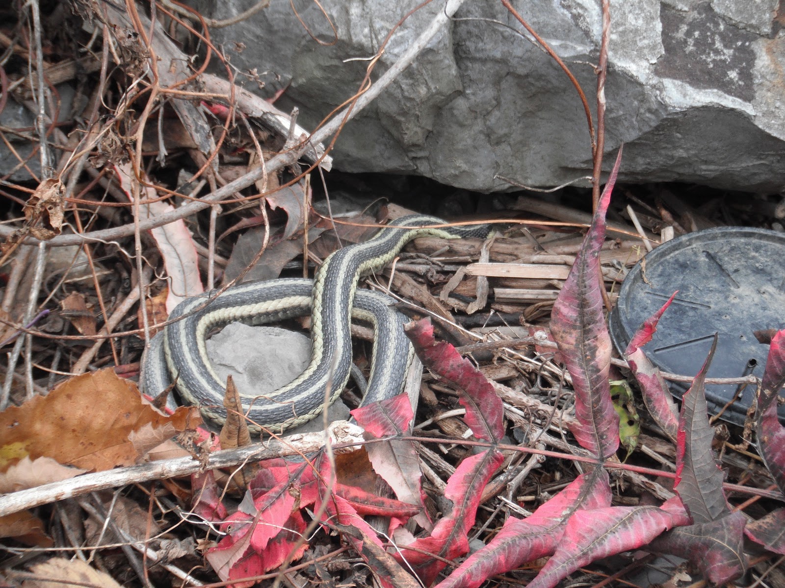 Bite My Lure ! Common Garter Snake