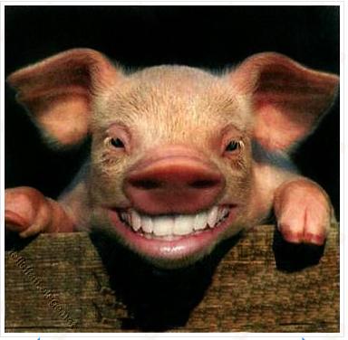78+ Gambar Babi Guling Lucu Terlihat Keren 78+ Gambar Babi Guling Lucu Terlihat Keren