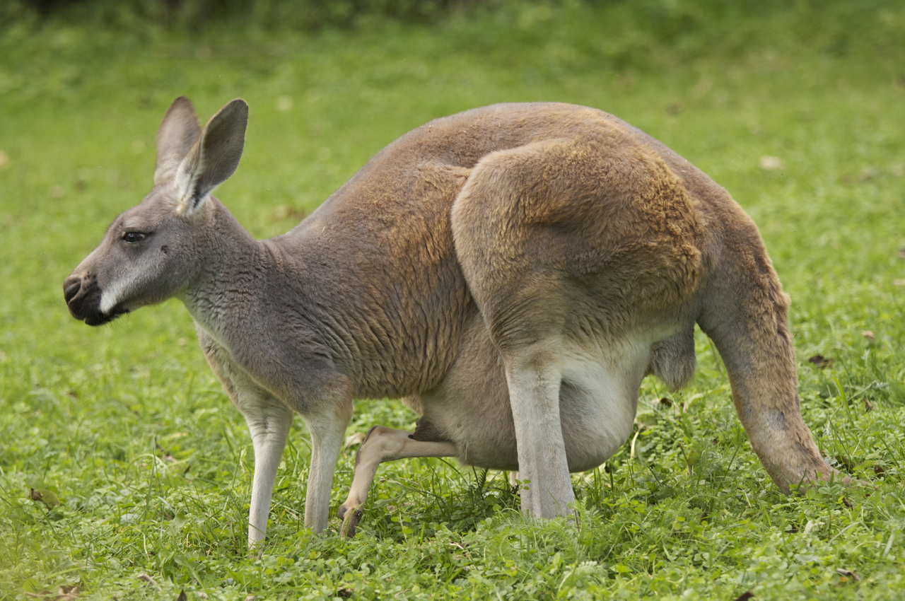 OBSCURED CLARITY: Kangaroos