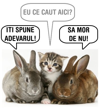 [bunnies.jpg]