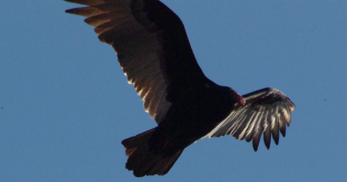 Colvin Run Habitat Turkey Vultures