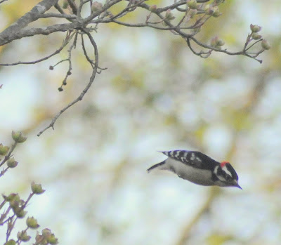 Colvin Run Habitat: A Walk Through the Habitat: Downy Woodpecker