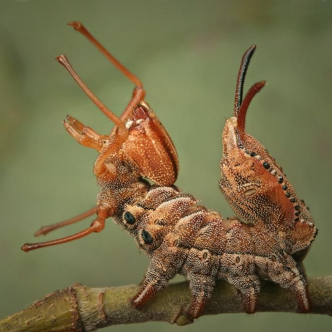 擬態生物學 Review 昆蟲的擬態