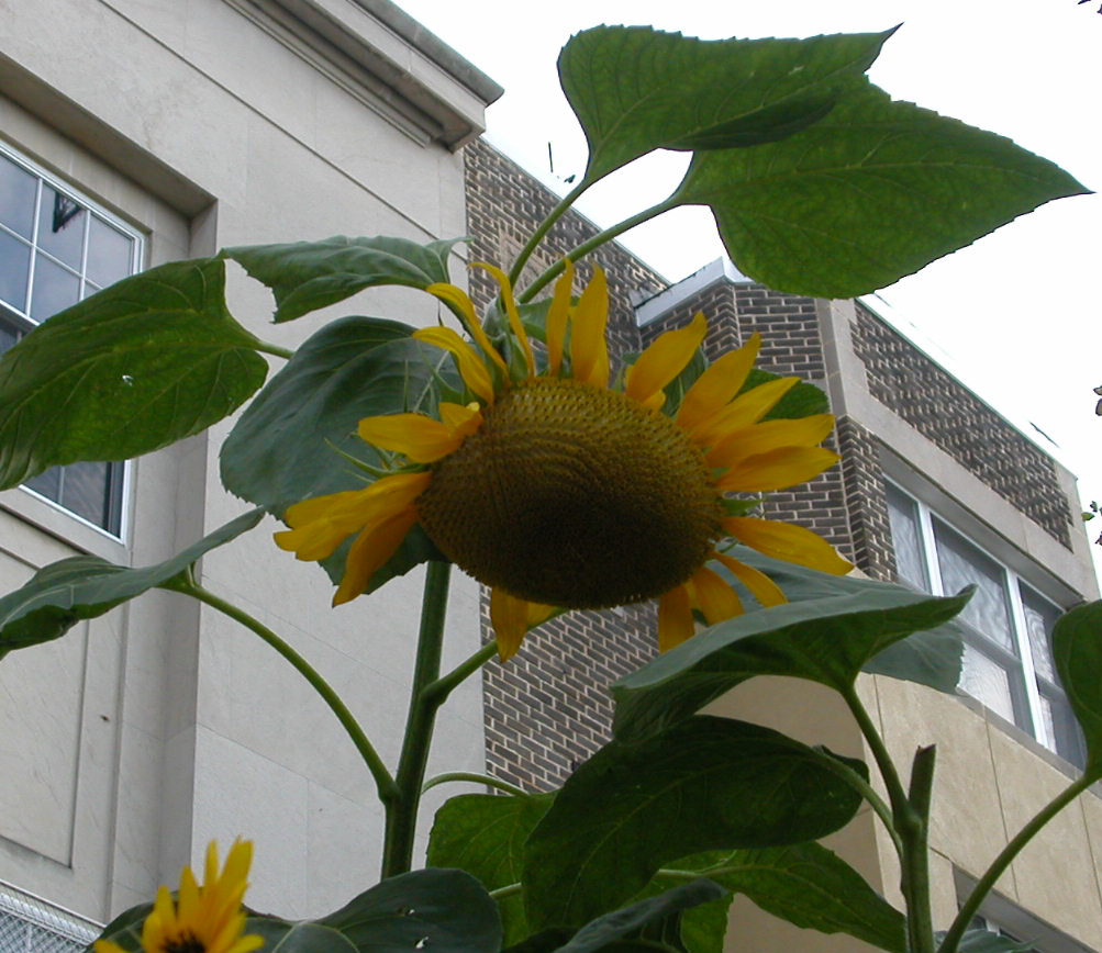 [amazing+sunflower.JPG]