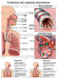 Anatomia del sistema Respiratorio