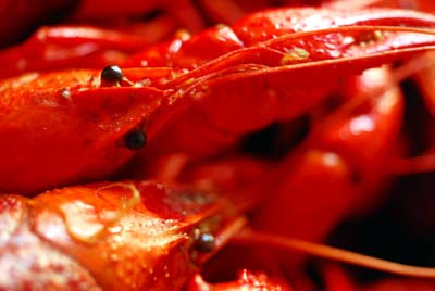 Louisiana+crawfish+boil+seasoning