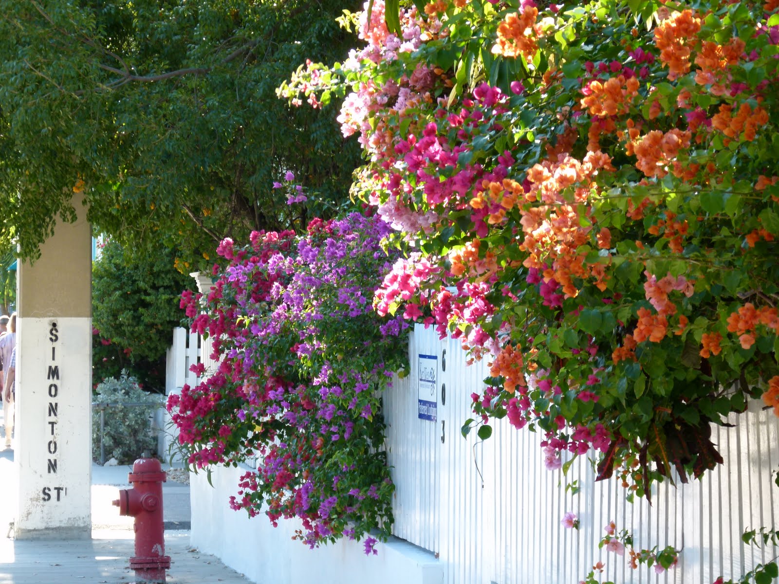 Key West vacation and visit guide Fantastic flowers of Key West