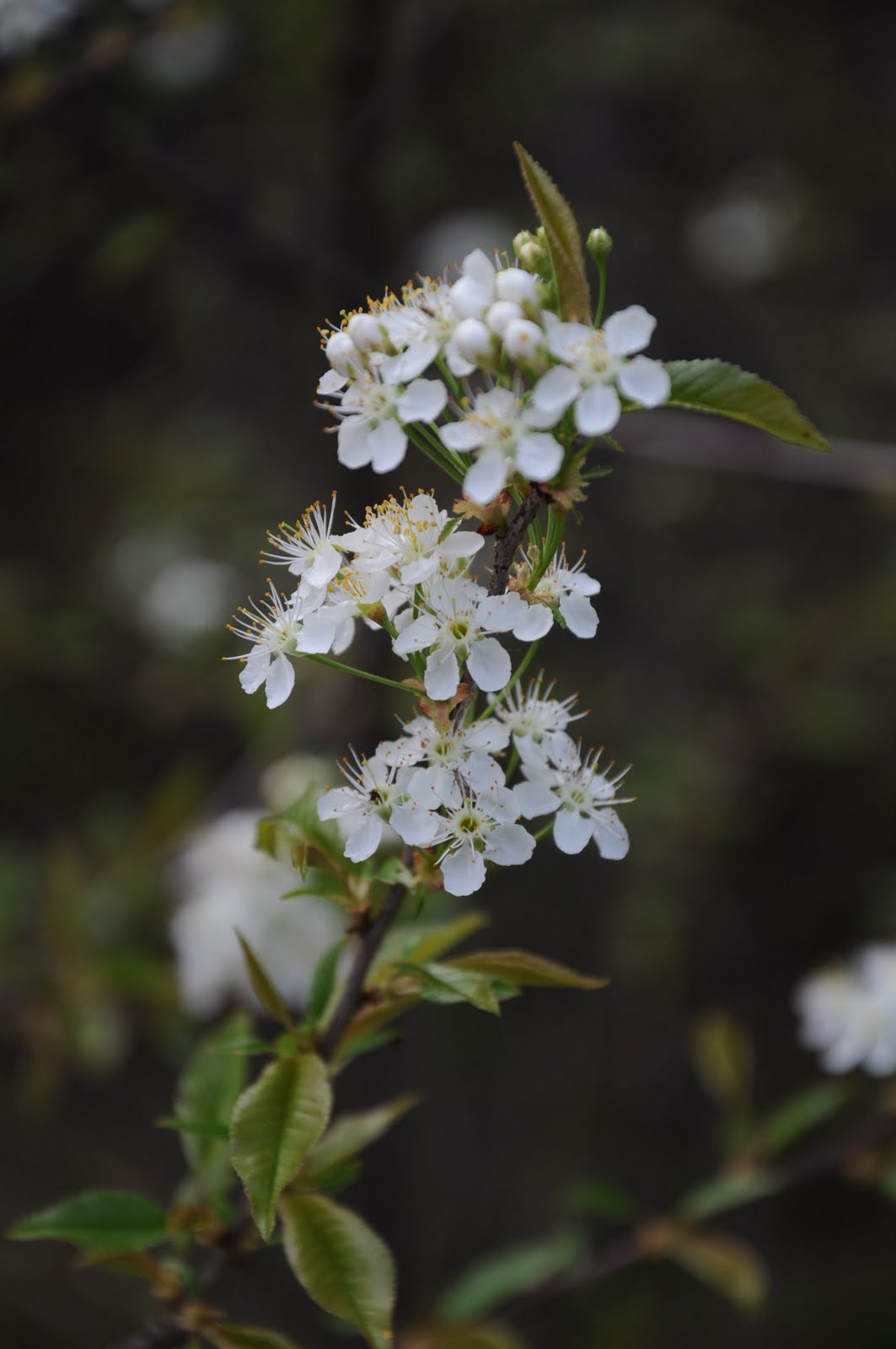 Pin Cherry An Overlooked Adirondack Native The Adirondack Almanack