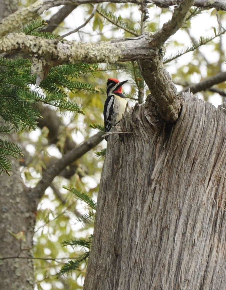 Adirondack Woodpeckers The YellowBellied Sapsuckers The