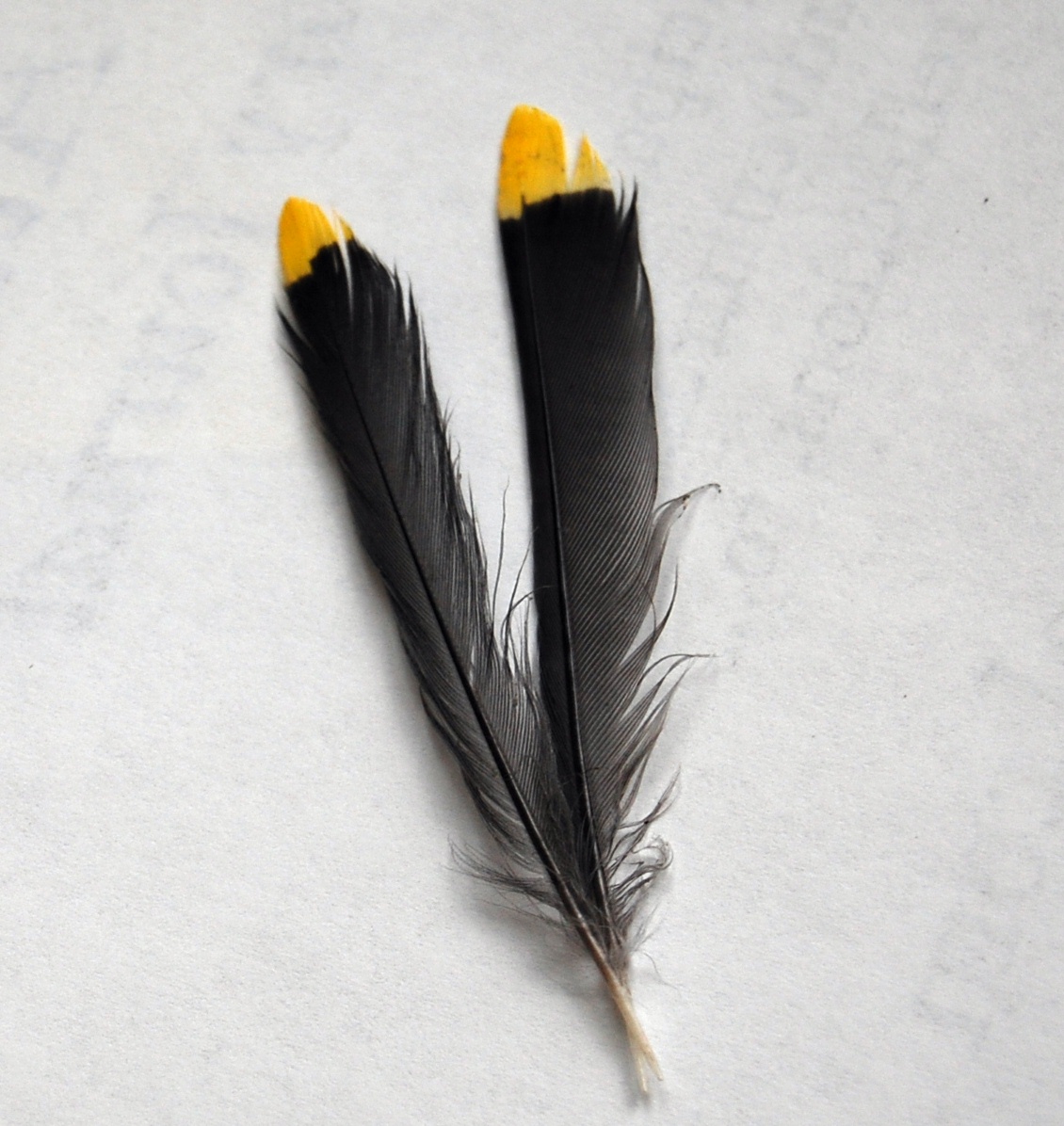 Why collecting bird feathers could cost you $15,000 fine