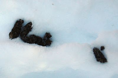 Identifying Scats