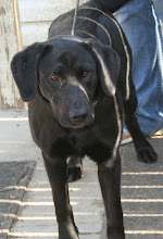 Dallon's Autism Assistance Dog Bianca