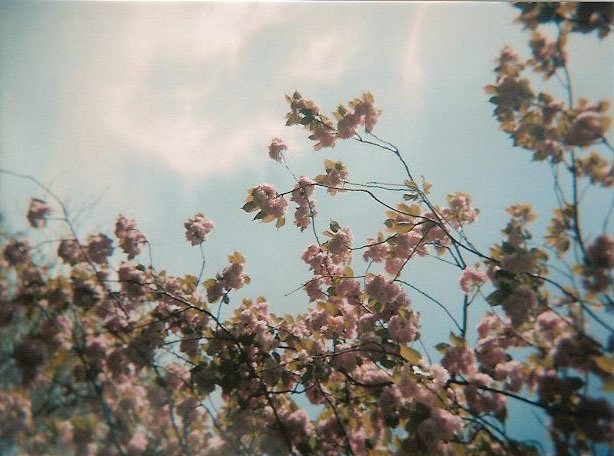 [cherry+blossom+1]