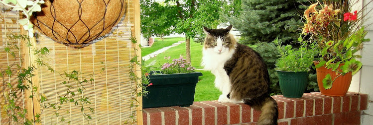 porch kitty