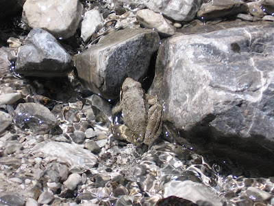 frog in flowing water