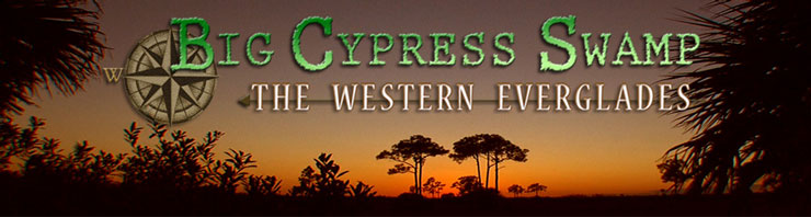 Big Cypress Swamp: The Western Everglades