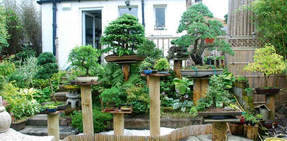 bonsai بونساي تقزيم الأشجار الشجر القزم أنواع أشجار الفيكس(نباتات الزينة) bonsai بونساي تقزيم الأشجار الشجر القزم أنواع أشجار الفيكس(نباتات الزينة)