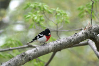 Rose Breasted Grosbeak