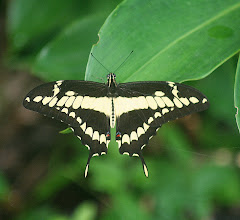 Giant Swallowtail