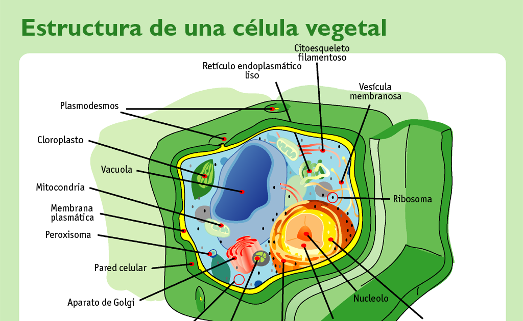 Anatomia Vagetal Celula Y Comunicacion