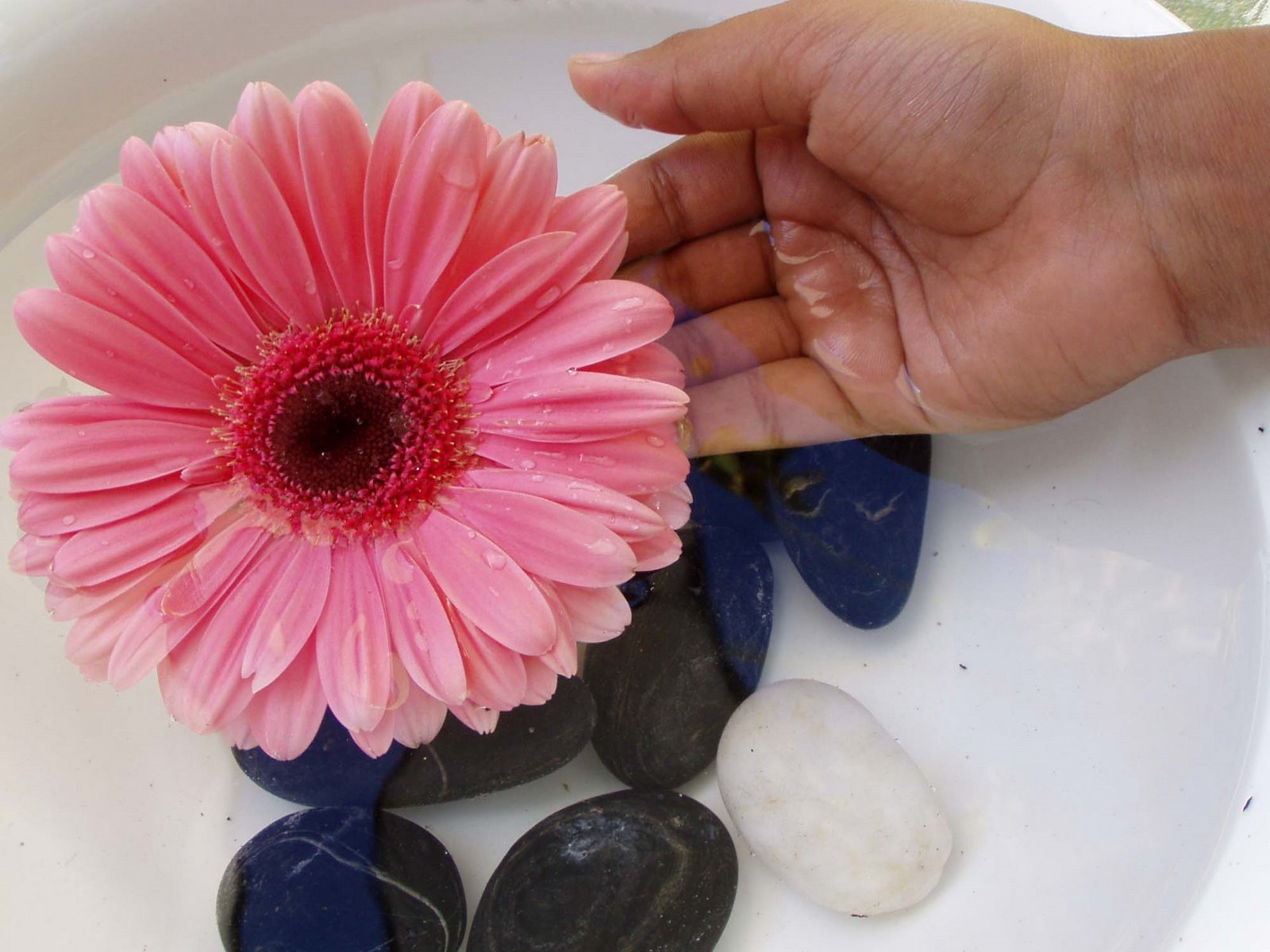 [pink+flower+with+hand.jpg]