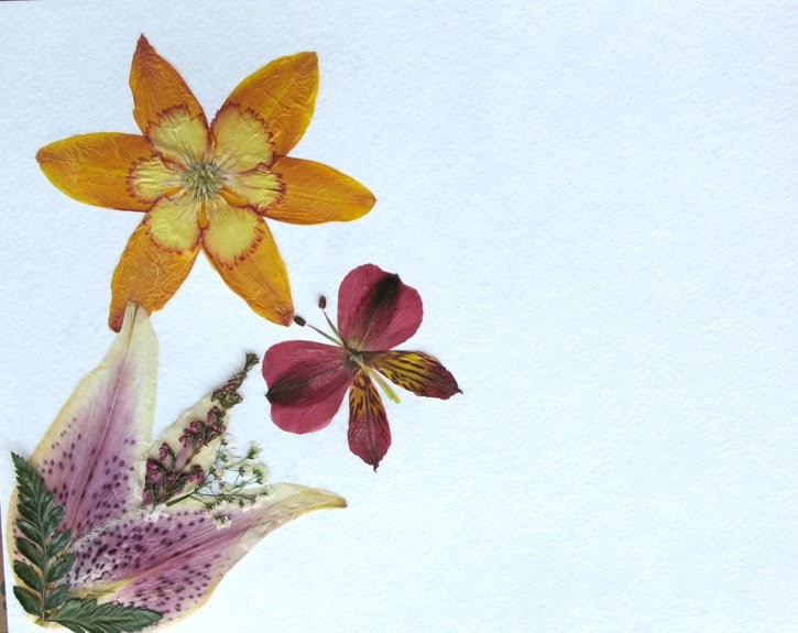 Modest Maven Pressed Flower Tutorial