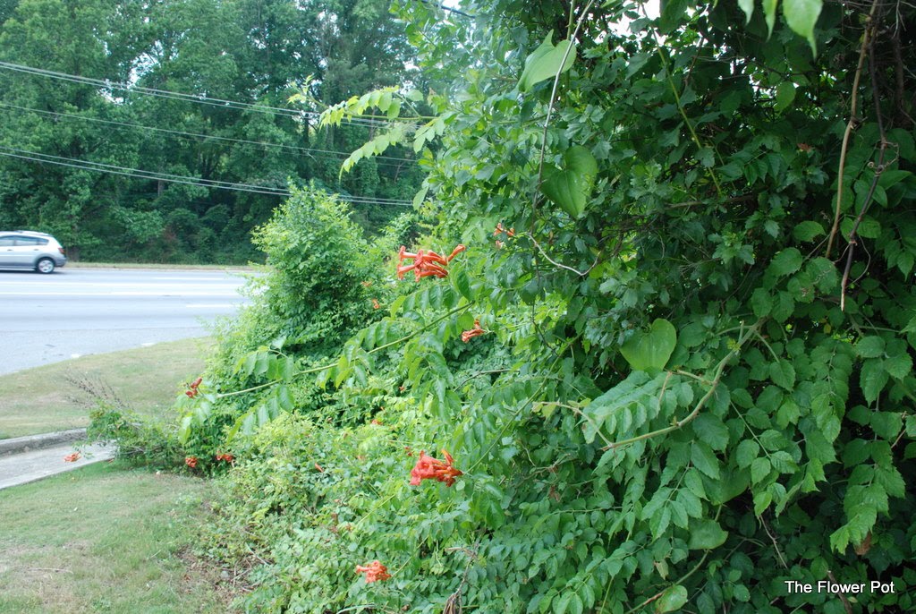 Trumpet Creeper Vine