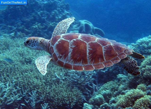 Sea Turtle