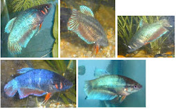 Kiat-kiat Memelihara Ikan Cupang