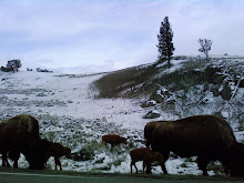 Where the Buffalo roam, Yellowstone