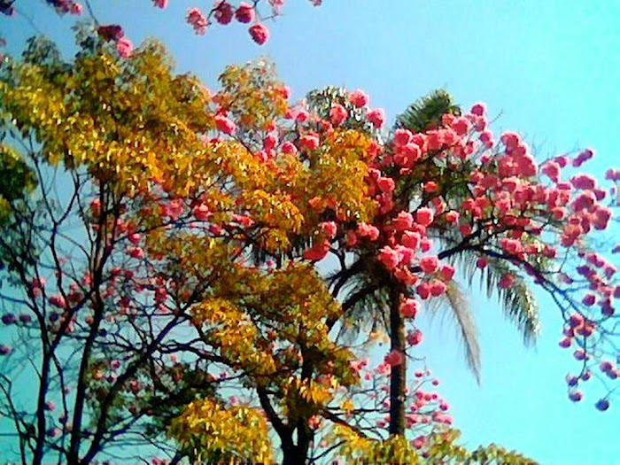 The tree and flowers and coconut tree