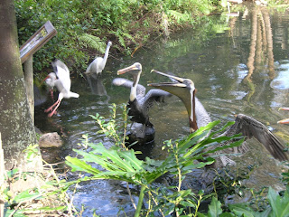 Palm Beach Zoo Wood Storks Feeding at Palm Beach Zoo
